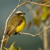 Tyran pospolity - Myiozetetes similis - Social Flycatcher 9095